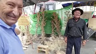 Tomelloso 2014: XI Mercado tradicional