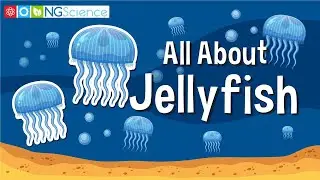 All About Jellyfish
