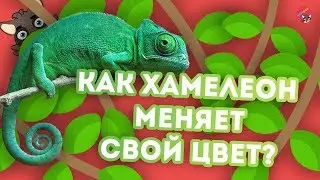 Как ХАМЕЛЕОН меняет цвет?