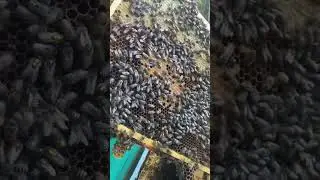 Пчелы нашли пыльцу , откуда ?