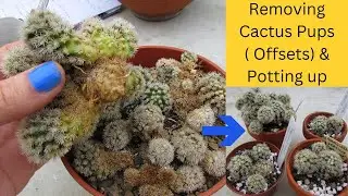 Removing Cactus Pups ( Offsets ) & Potting up - Mammillaria #cactus #cacti