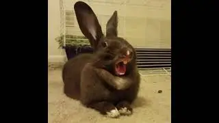 Rabbit Roars Like a Lion