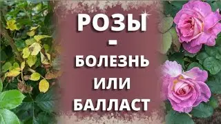 ОСВОБОЖДАЮ РОЗЫ ПОКА НЕ ПОЗДНО. 21 июня 2024 г.