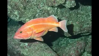 The most beautiful places in the Mediterranean underwater. Rock fish 4K ultra HD