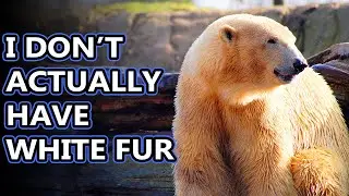 Polar Bear facts: the white bears of the North | Animal Fact Files