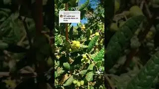 El fruto del boldo. Árbol endémico de Chile