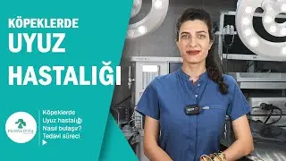 Köpeklerde Uyuz Hastalığı 🐕