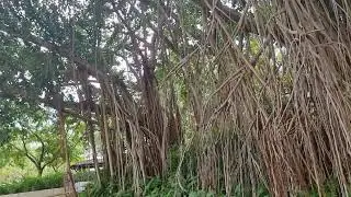 Giant Roots at KLCC Kuala Lumpur.