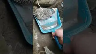 спасаем ежонка из ямы.
