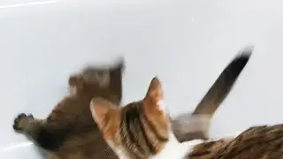 Cats and water in bath