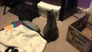 Tailless Cats - Problem Solving - Time Lapse