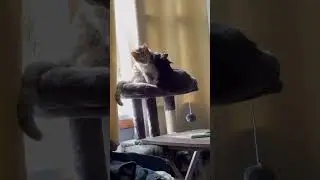 Kitty kisses #epiccatfights #funnycatfight #fightcats