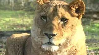 Thoiry, le safari sauvage aux portes de Paris