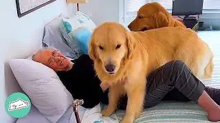 Huge Dogs Can't Wait To See Their Grandma | Cuddle Buddies
