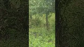 Побежала за любимым!!!🤔🌞🏞