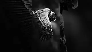 La puissance du B&W