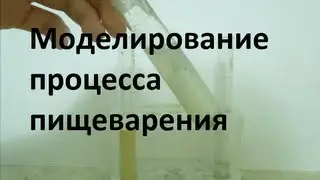 Моделирование процесса пищеварения (ферментативный гидролиз белка)