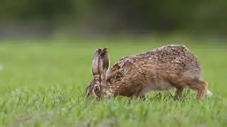 Rabbit  nice videos next video subscirbe my chennel