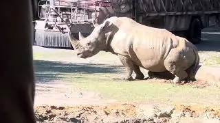 Kilimanjaro Safaris