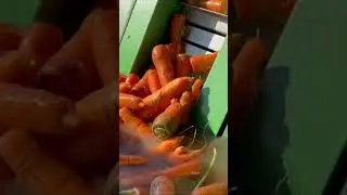 Chikushigo carrot washing process with machinery #shorts #agrimachinery