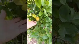 Margotta di Cedro Piretto dopo 8 anni ha fruttificato 