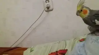 Конфликт: начало)))
