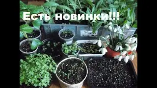 Что еще посеяла в феврале. Радует в марте.