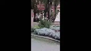 Feministka z wózkiem