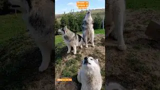 лучшая песня 