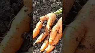 О чем думают женщины при посадке моркови?😄😄😀