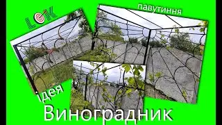 🔴Виноградник. Ідея павутиння.
