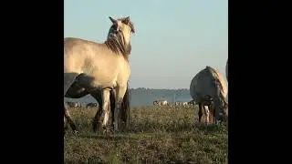 МЕГАФАУНА (трейлер)