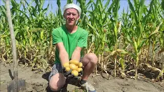 Купили дом в станице.  Косим, готовим, сажаем.