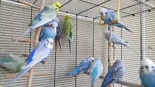budgie sounds