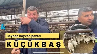 Ceyhan Küçükbaş Hayvan Pazarı / 16 Mart 2024