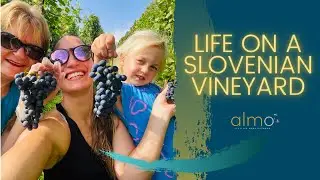 When Do You Harvest Grapes?