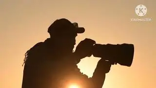 How to Become a Wildlife Photographer