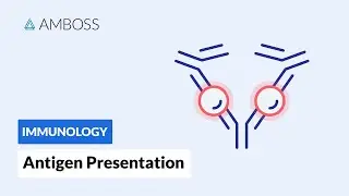 Antigen Presentation: MHC Class I vs. MHC Class II
