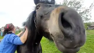 Покупка 🤝Василисы 🐎И нашествие Мошкары🦟🦟🦟🦟