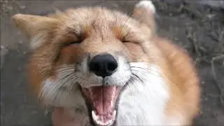Foxie Fox Having Fun Outside