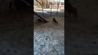 Щенки эрдельтерьера на прогулке. Airedale terriere puppies