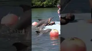 Dolphin KING 2019