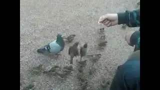 Финские воробьи