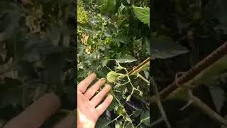 3 consigli per i pomodori