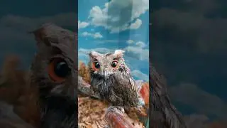 😉🦉