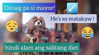 Dog patience challenge, kinabog si mayor ng jack and the balbons! Must watch
