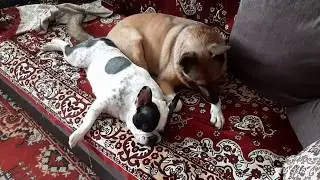 Как мама мирила бульдога и друга Серегу/How my mother reconciled a bulldog and a friend Seryozha.