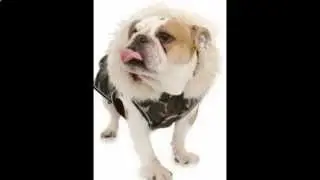 ForMyDogs. Одежда для собак