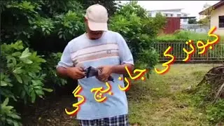 کبوتر کی جان بچ گی  🇧🇳🇵🇰amirawanfamily