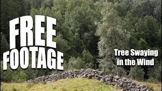 Copyrightfree Nature Stock Footage Tree Swaying in the Wind